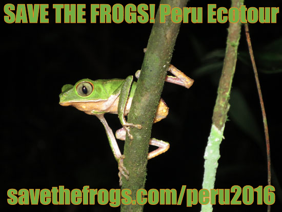 save the frogs peru