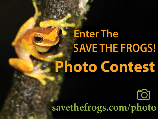 save the frogs photo contest