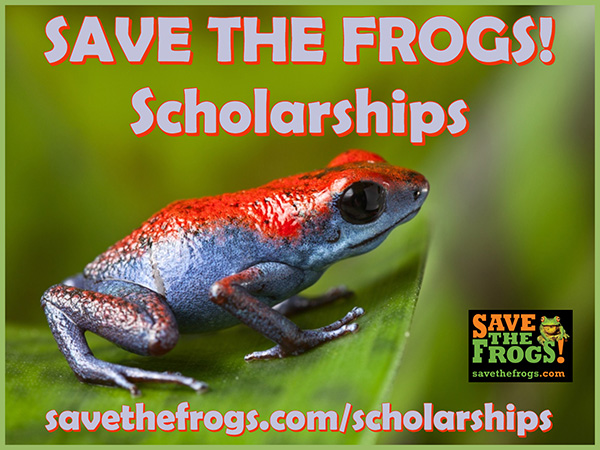 Save The Frogs Scholarships