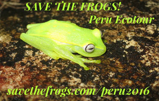 save the frogs peru ecotour 2016
