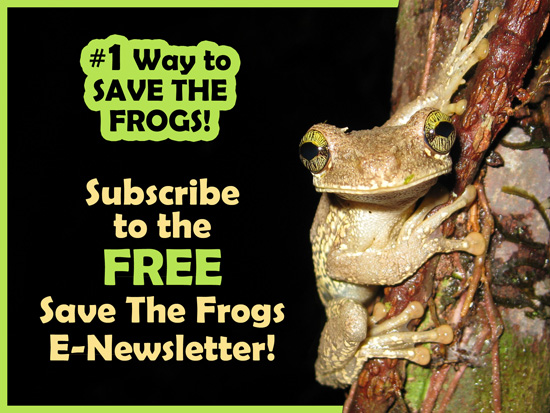 SAVE THE FROGS! Newsletters