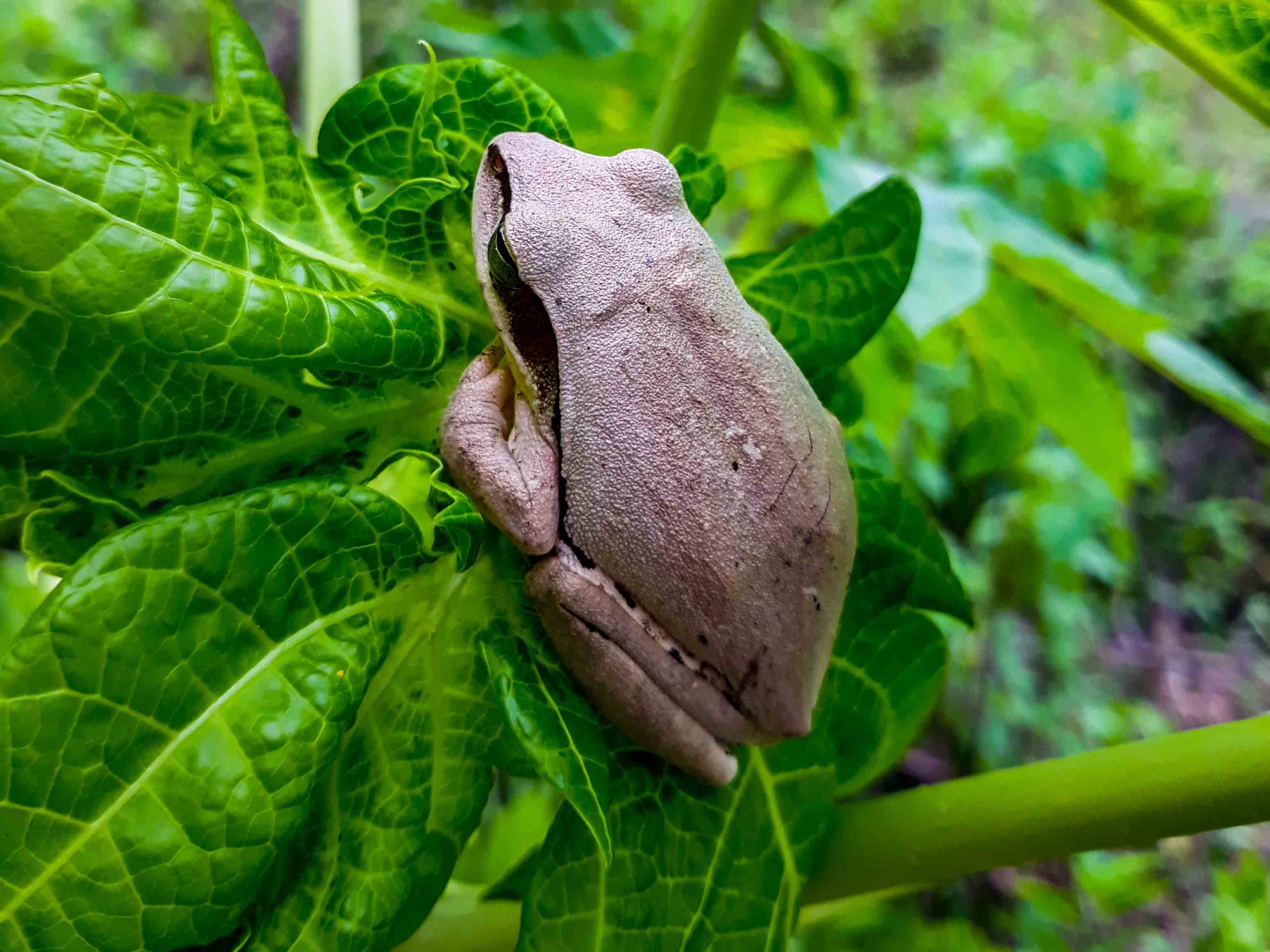 india frog