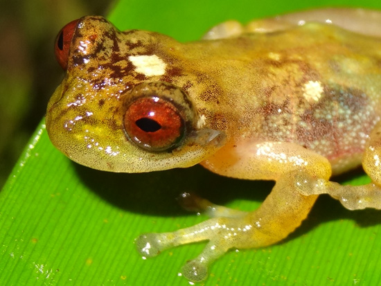 frogs photo contest