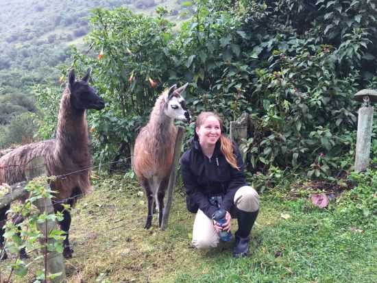 jessica scrivener llamas ecuador ecotour 2016