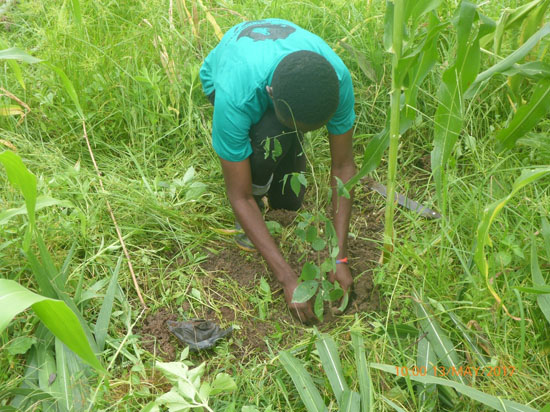 knust chapter member planting a tree 