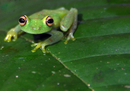 la selva amazon ecolodge ruth van sciver 21 frog1
