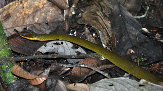 la selva amazon ecolodge ruth van sciver 9