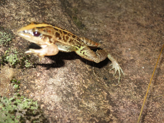 leptodactylus gracilis jumping