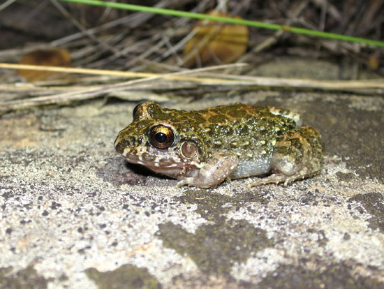 leptodactylus scifax 1a