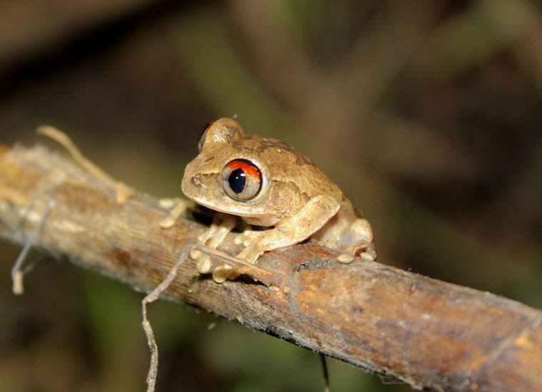 leptopelis spiritusnoctis ghana expedition 2016