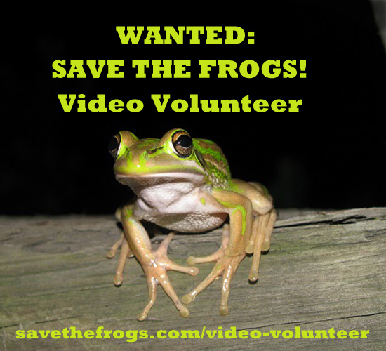 litoria aurea Kaya Klop Toker 2 video volunteer