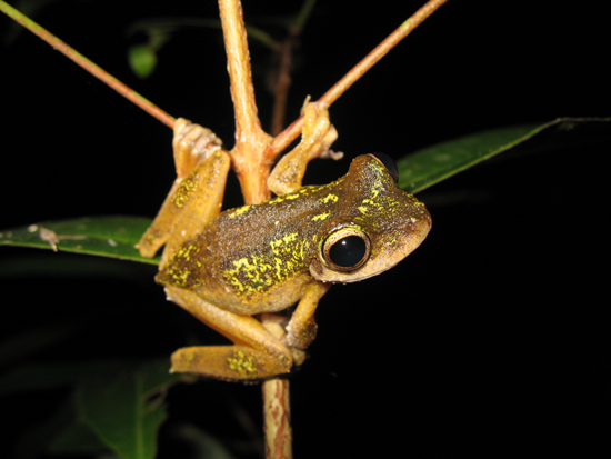litoria eucnemis