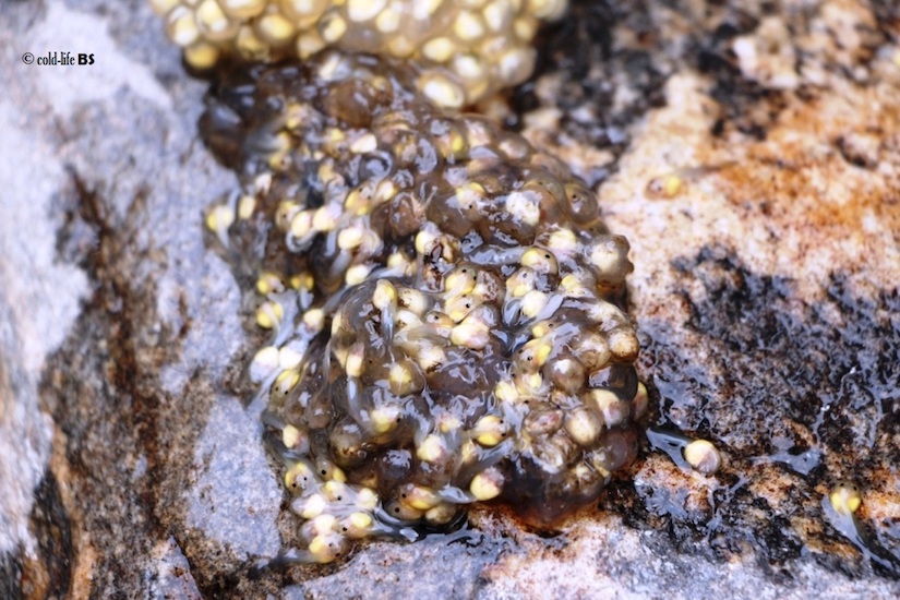 manaslu Developed paha tadpoles inside the jelly coated egg mass biraj shrestha