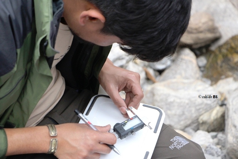 manaslu Taking measurements of an unidentified tadpole at Yuwang River Manaslu biraj shrestha