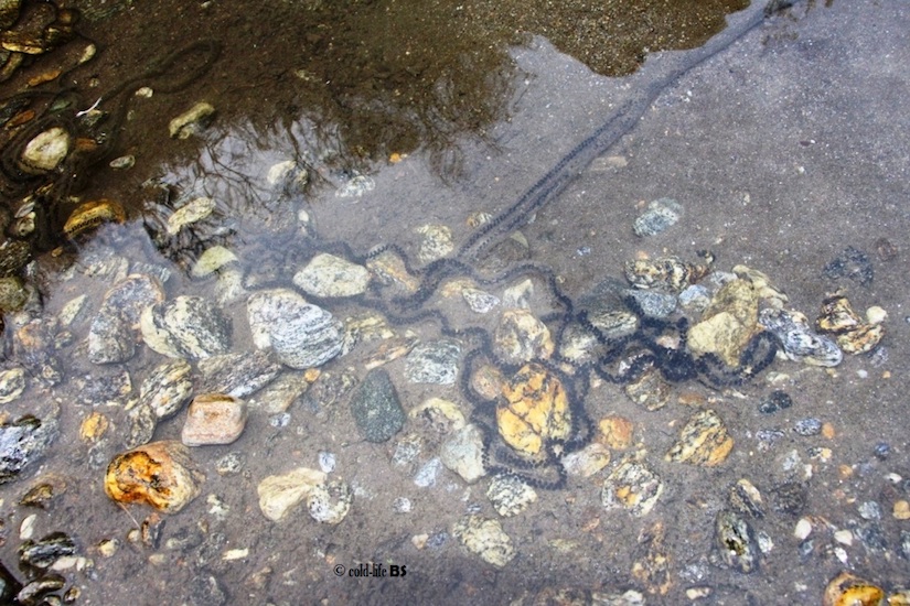 manaslu Toad eggs in long chain biraj shrestha