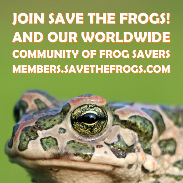 save the frogs membership