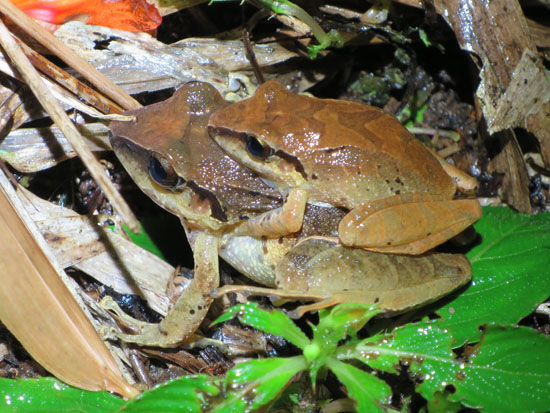 mindo ecuador amplexus frogs pristimantis achatinus or p w nigrum