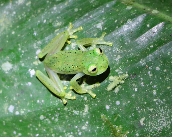 Mindo Glass Frogs