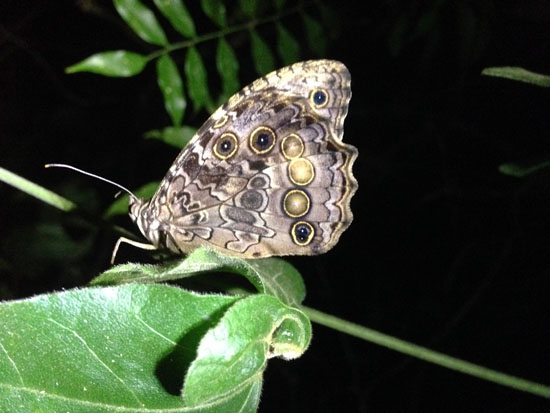 monteverde butterfly