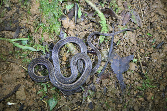 monteverde snake