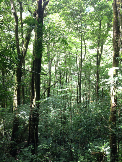 monteverde trees vertical