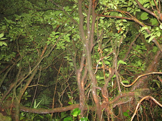 monteverde trees