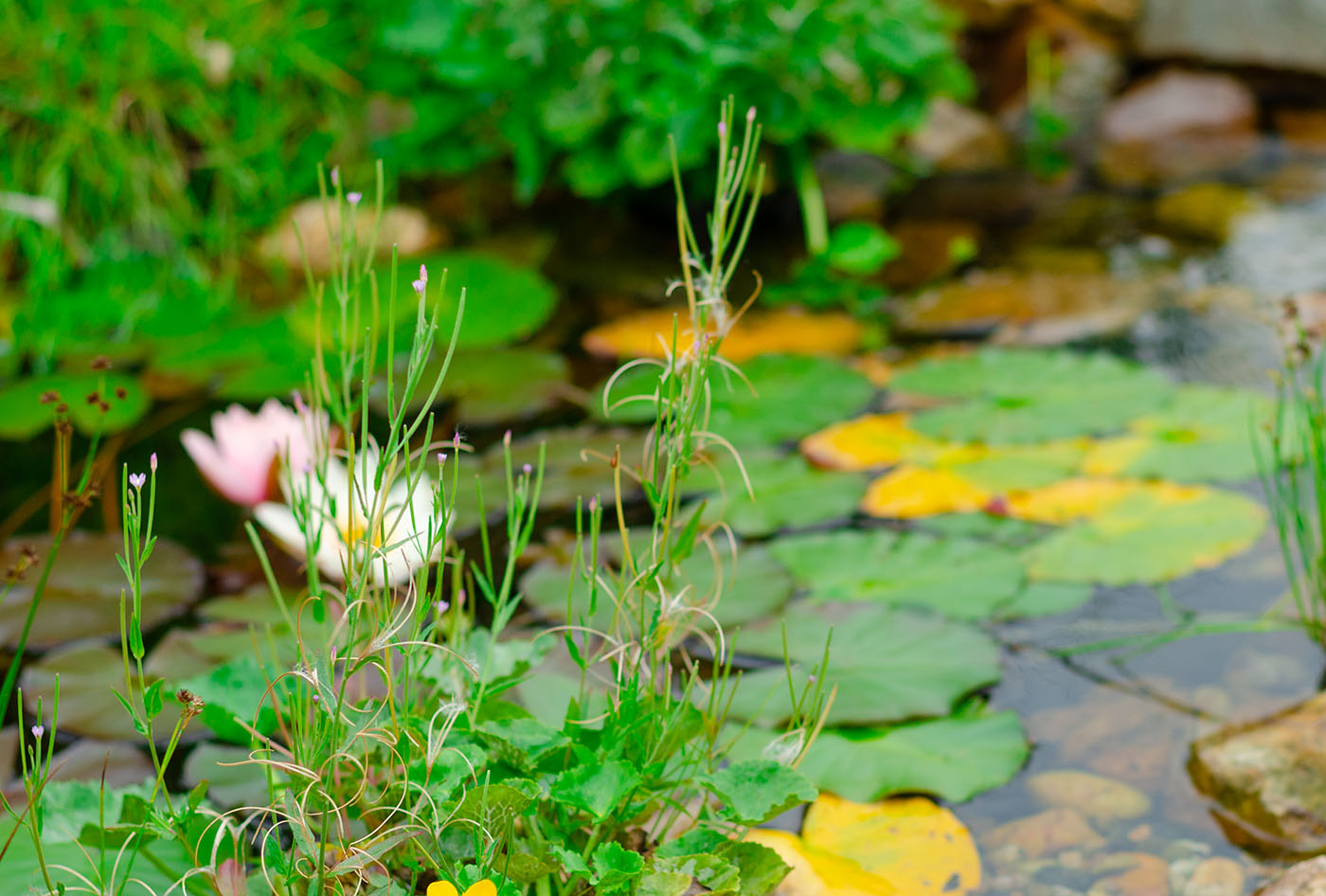 Backyard Wetland - Frog Pond