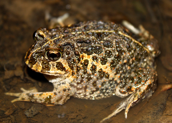 odontophrynus brazil