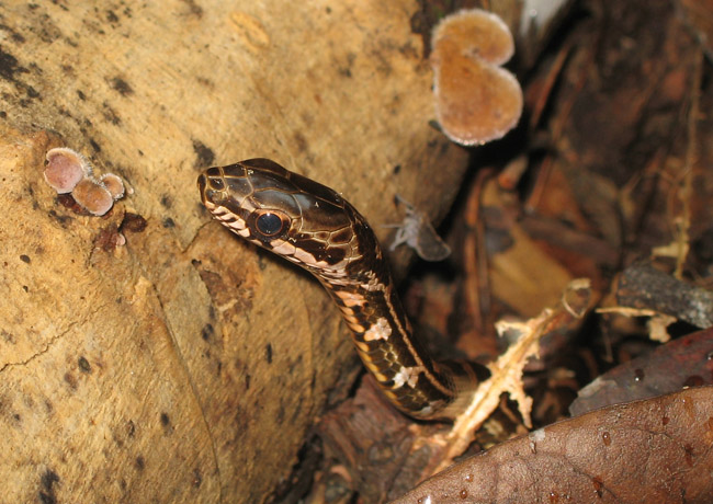 Osa Peninsula Snakes