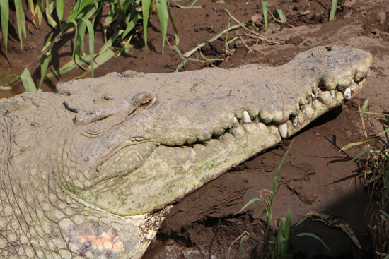 pacific american crocodile 1