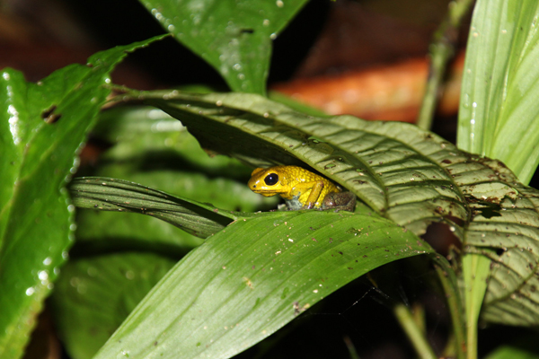 Oophaga granulifera