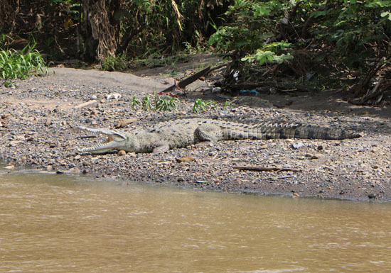 pacific tarcoles crocodile mouth 1 a