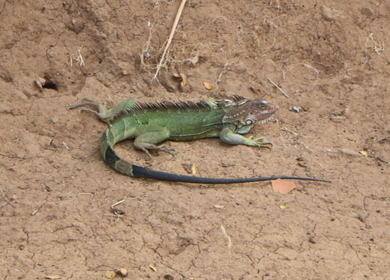 pacific tarcoles green iguana