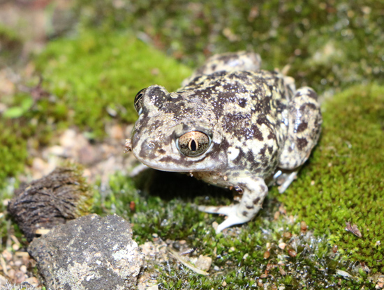 pelobates cultripes western spadefoot