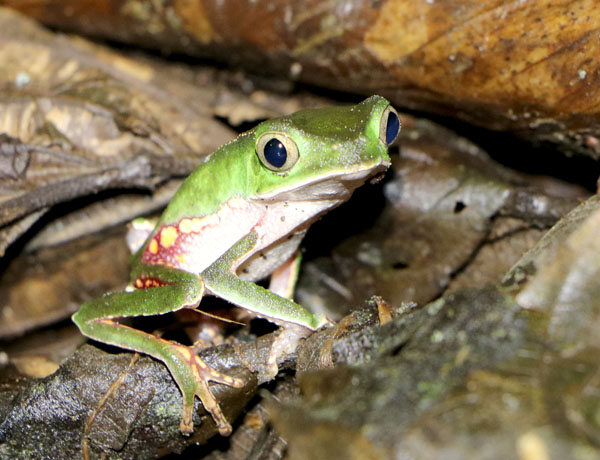 Amazon Rainforest Tour