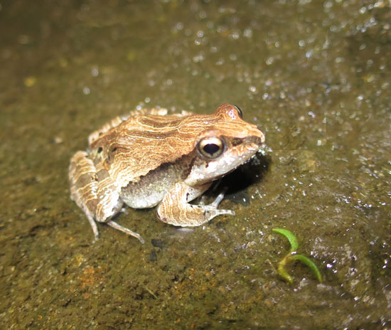 physalaemus albonotatus