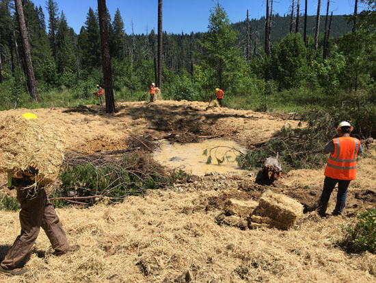 wetland restoration