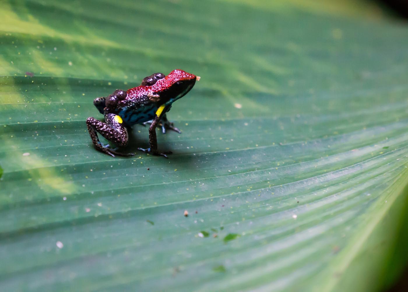 poison-dart-frog-with-tadpoles-on-back-2021