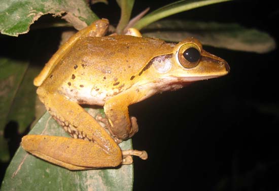 Naming Convention Amphibians
