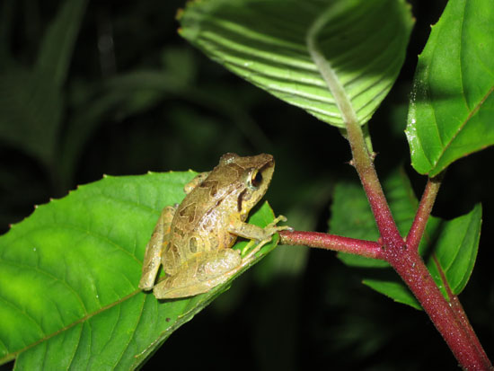 pristimantis pharangobates