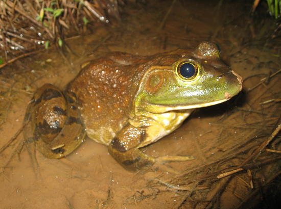 rana catesbeiana american bullfrog