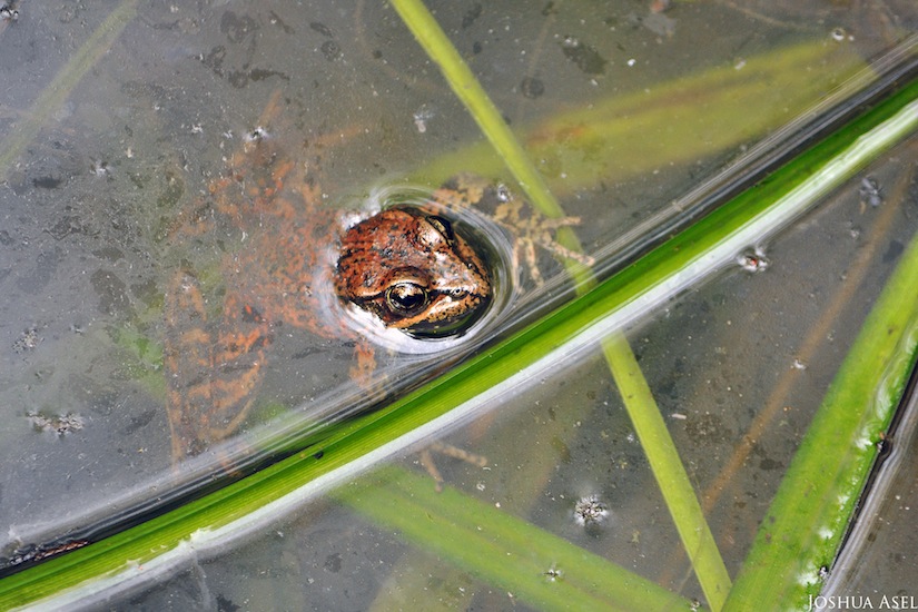 rana draytonii mori point