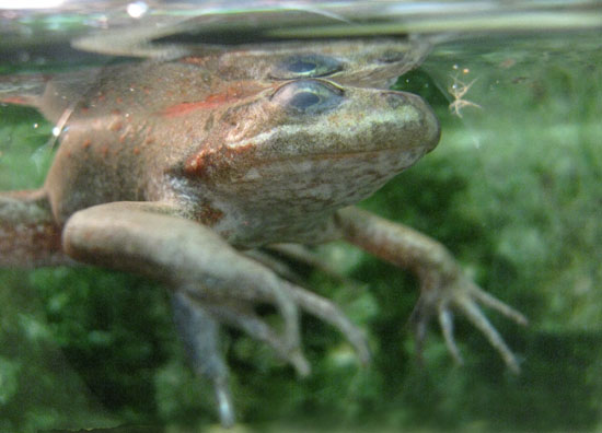 rana pretiosa oregon spotted frog