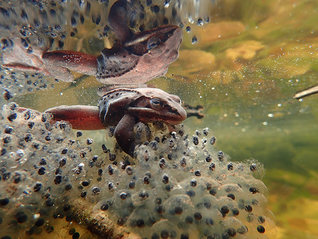 Rana sylvatica