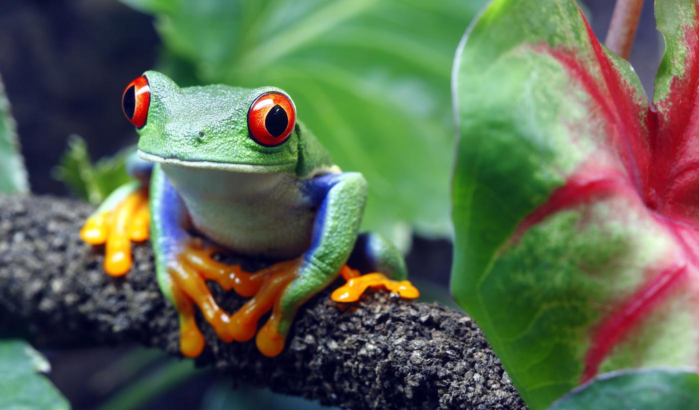 Red-Eyed Tree Frog Agalychnis callidryas