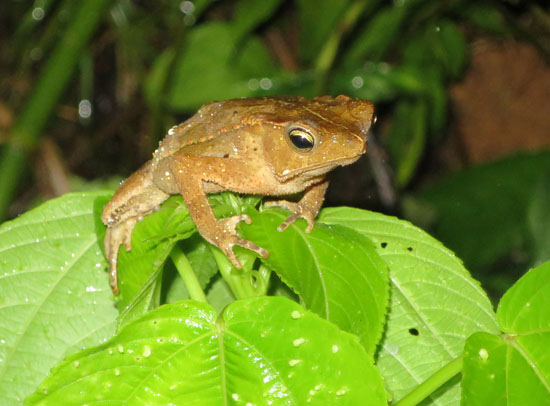 rhinella margaritifera
