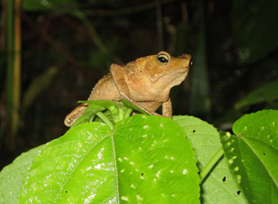 rhinella margaritifera