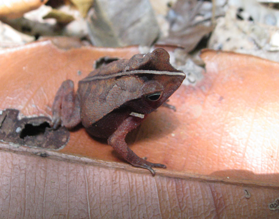 rhinella typhonius french guiana