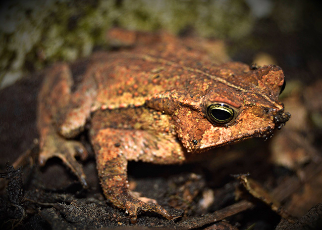 Rhinella yunga