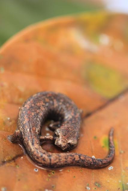 salamander-bolitoglossa-katie-odonnell